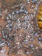 Lecanora crenulata Hook