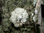 Pertusaria heterochroa (Müll. Arg.) Erichsen