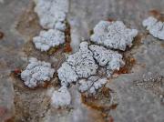 Lecanora congesta Clauzade & Vezda