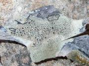 Lecanora lividocinera Bagl. (= Lecanora balearica Crespo et Llimona.)