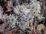 Cladonia subrangiformis Sandst.