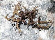 Cladonia subrangiformis Sand sobre sustrato con Verrucaria calciseda  DC y Verrucaria marmorea (Scop.) Arnold