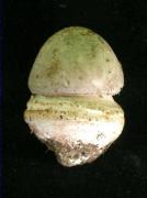 Amanita excelsa (Fr.:Fr.) Bertill