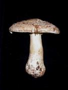 Amanita spissa (Fr.) Kummer