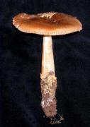 Amanita fulva (Sch.:Fr.) Fr.