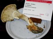 Amanita ovoidea var. proxima (Dumée) Bon et Courtecuisse (=A. proxima Dumée)