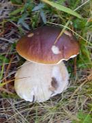 Cep, cèpe de Bordeaux (Boletus edulis Bulliar:Fr.)