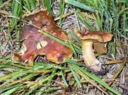 Suillus variegatus (Swartz) Richon et Roze