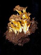 Cantharellus tubiformis (Bull.:Fr.) Fr.