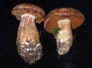 Cortinarius bivelus (Fr.:Fr.) Fr.