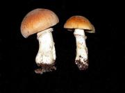 Cortinarius claroturmalis Rob. Henry