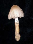 Coprinus romagnesianus Singer (=C. atramentarius var. squamosus)