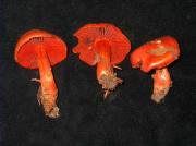 Cortinarius cinnabarinus (Fr.) Fr.