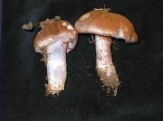 Cortinarius variecolor (Pers.:Fr.) Fr.