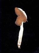 Helvella elastica Bull.