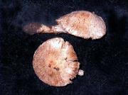 Inocybe griseolilacina Lange