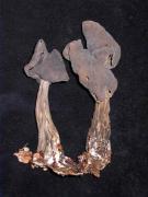 Helvella lacunosa var. lacunosa Afzel