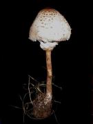 Macrolepiota procera var. fuliginosa (Barla) Bellù & Lanzoni