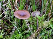 Omphalina oniscus (Fr.:Fr.) Quél