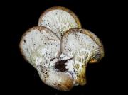 Pleurotus dryinus (Pers.:Fr.) Kummer