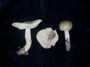 Tricholoma boudieri (Barla) Sacc (= T. saponaceum var. lavedanum)