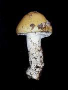 Amanita junquillea fo. amici (Gill.) Gilb