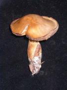 Cortinarius diabolicoides Moënne-Locc & Reumaux