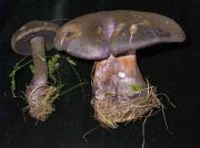 Cortinarius hercynicus (Pers.) Moser