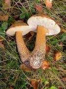 Leccinum brunneogriseolum Lannoy & Estades