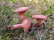 Lactarius lilacinus (Lasch.) Fr.