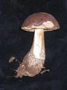 Leccinum melaneum (Smotl.) Pil. & Derm