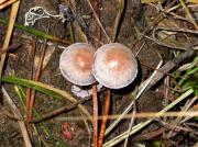 Panaeolus subbalteatus (Berk.& Broome) Sacc