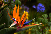 Ave del paraíso (Strelitzia reginae)