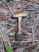 Clitocybe fontqueri Heim