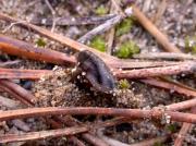 Greletia planchonis (= Pulparia planchonis, = Marcelleina atroviolacea)