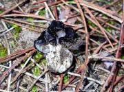 Orella de gat (Helvella lacunosa var. sulcata (Afz:Fr.) Imai