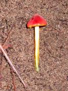 Hygrocybe conica (Scop.:Fr.) Kumm