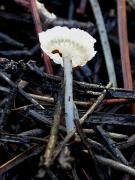 Hemimycena lactea (Pers.:Fr.) Singer (=H. delicatella)