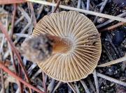 Inocybe dulcamara (Alb. & Schw.) Kummer