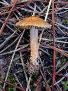 Inocybe dulcamara (Alb. & Schw.) Kummer