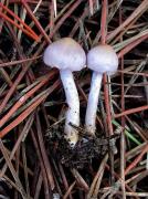 Inocybe geophylla var. lilacina (Peck.) Gill.