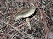 Lepiota griseovirens Maire