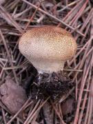 Lycoperdon perlatum Pers.:Pers