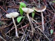 Lyophyllum aemiliae Consiglio