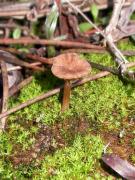 Omphalina galericolor var. lilacinicolor (Bon) Kuyper (=Omphalina lilacinicolor)