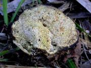 Phellinus pini (Brot.) Bondartsev & Singer