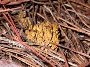 Ramaria abietina (Pers.) Quél (= R. ochraceovirescens (Jungh.) Donk)