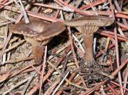 Entoloma undatum (Fr.:Gillet) Moser