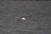 Gavià argentat (Larus michaellis) 2de3