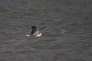 Gavià argentat (Larus michaellis) 3de3